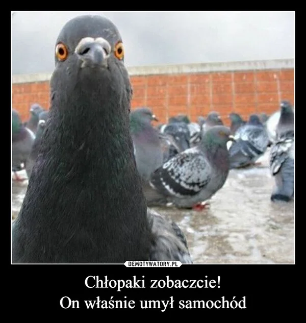 
    Chłopaki zobaczcie! On właśnie umył samochód