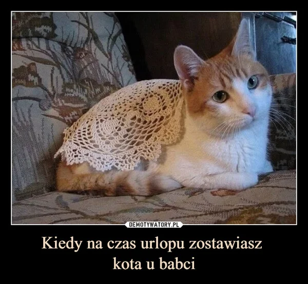
    Kiedy na czas urlopu zostawiasz kota u babci