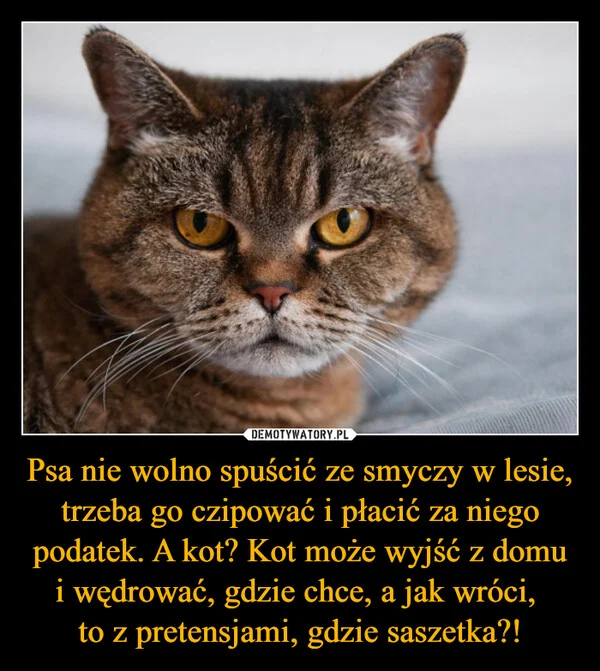 
    Psa nie wolno spuścić ze smyczy w lesie, trzeba go czipować i płacić za niego podatek. A kot? Kot może wyjść z domu i wędrować, gdzie chce, a jak wróci, to z pretensjami, gdzie saszetka?!