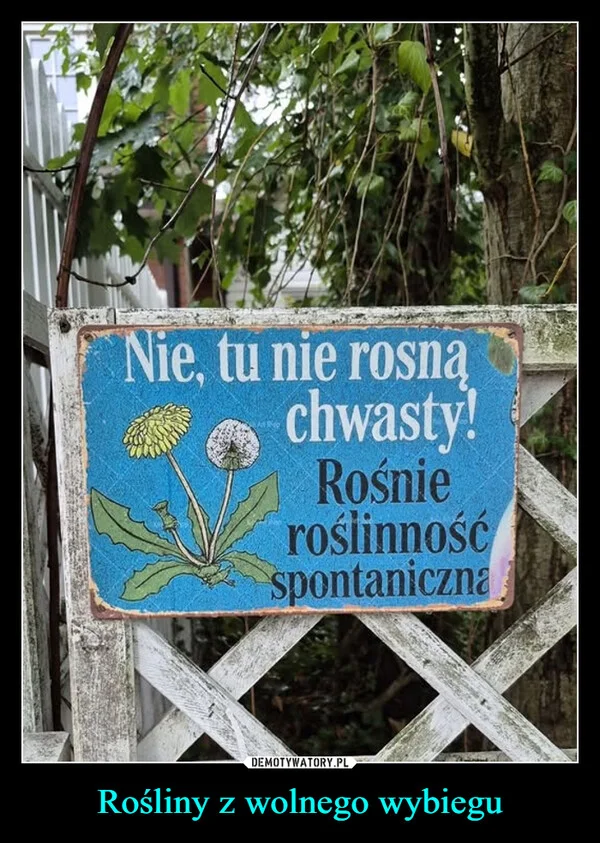 
    Rośliny z wolnego wybiegu