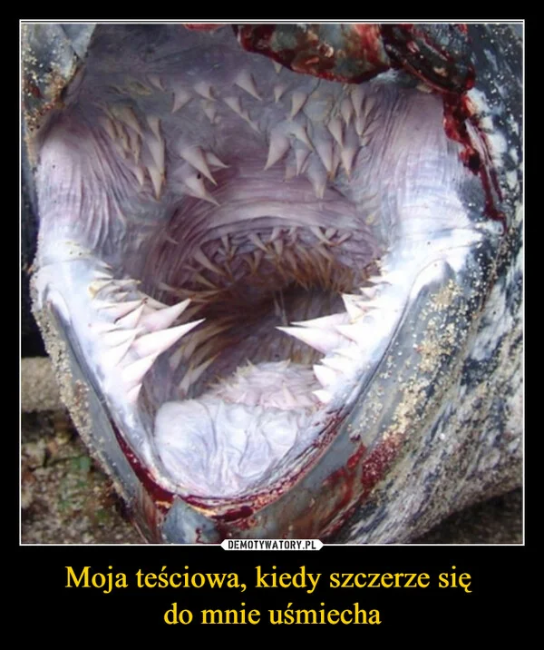 
    Moja teściowa, kiedy szczerze się do mnie uśmiecha