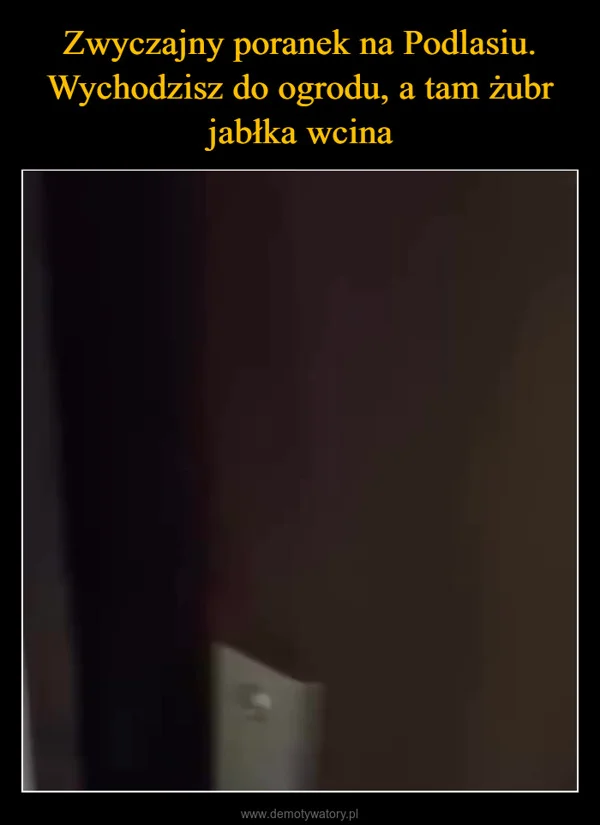 
    Zwyczajny poranek na Podlasiu. Wychodzisz do ogrodu, a tam żubr jabłka wcina