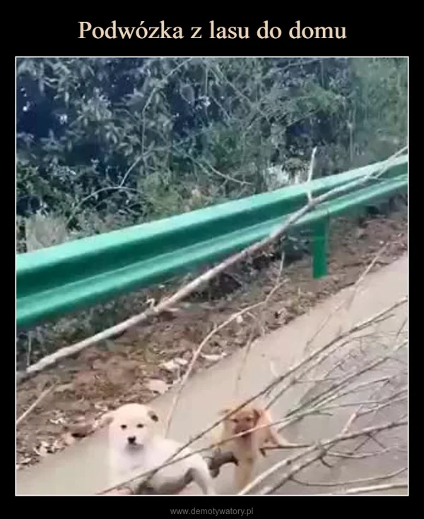 
    Podwózka z lasu do domu