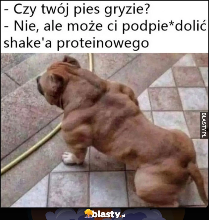 
    Czy twój pies gryzie? Nie ale może ci podpierdzielić shake'a proteinowego