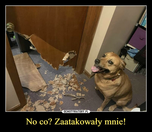 
    No co? Zaatakowały mnie!