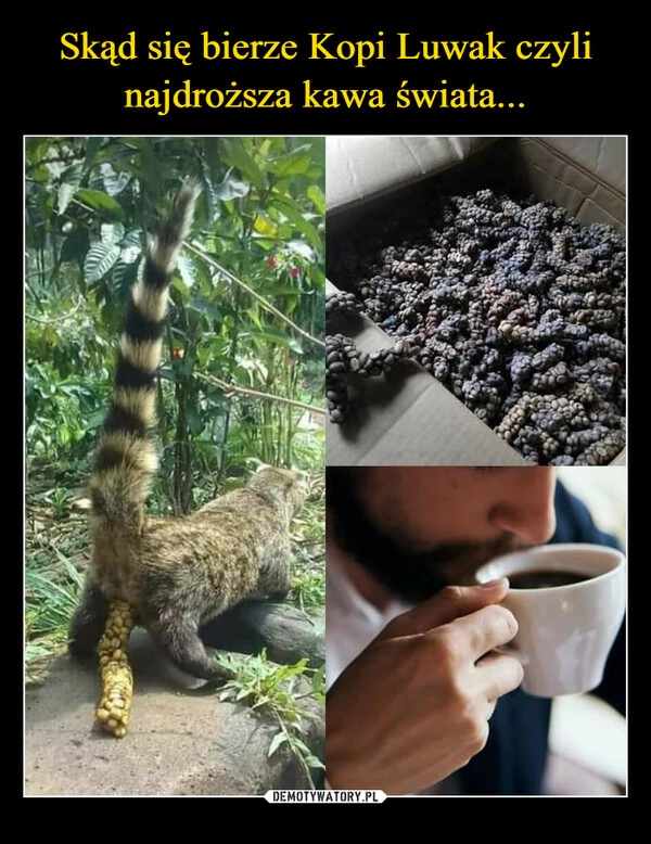 
    Skąd się bierze Kopi Luwak czyli najdroższa kawa świata...