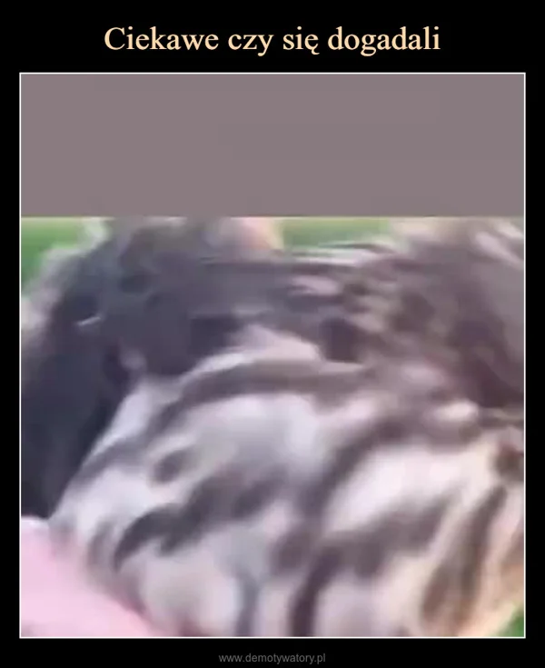 Ciekawe czy się dogadali