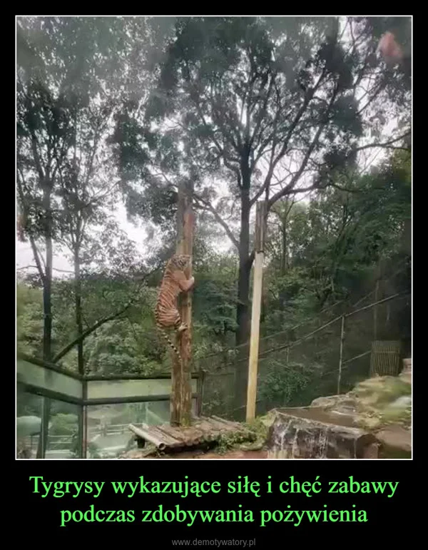 
    Tygrysy wykazujące siłę i chęć zabawy podczas zdobywania pożywienia