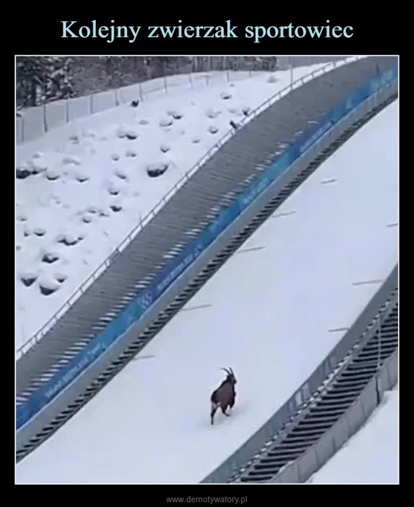 
    Kolejny zwierzak sportowiec