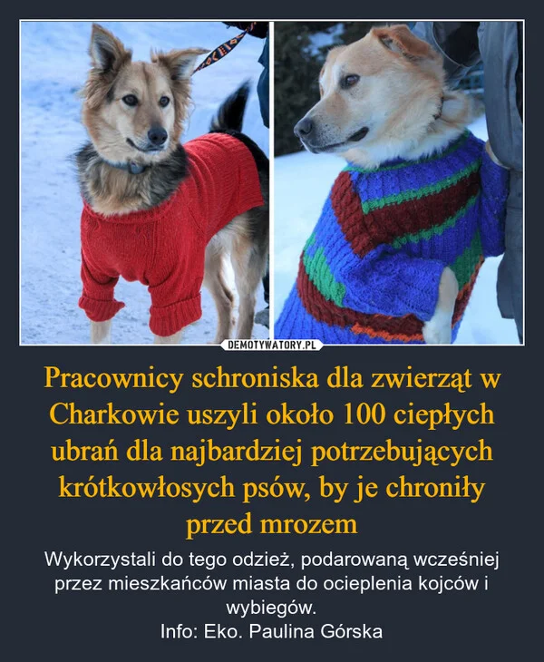 
    Pracownicy schroniska dla zwierząt w Charkowie uszyli około 100 ciepłych ubrań dla najbardziej potrzebujących krótkowłosych psów, by je chroniły przed mrozem