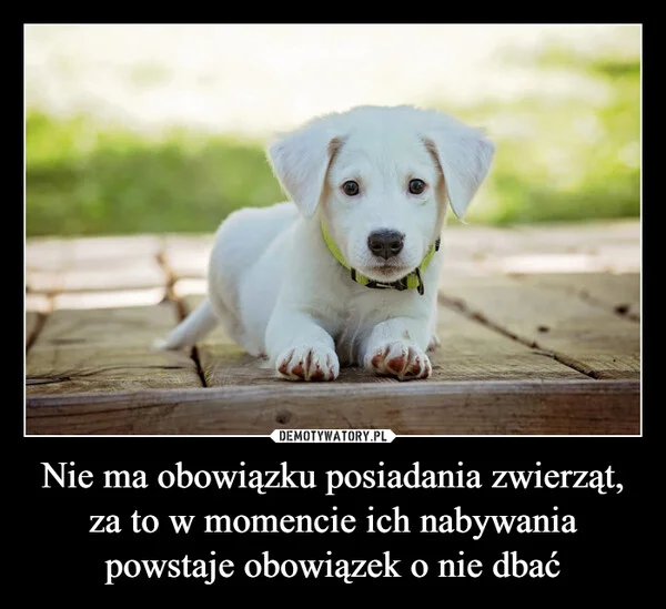 
    Nie ma obowiązku posiadania zwierząt, za to w momencie ich nabywania powstaje obowiązek o nie dbać