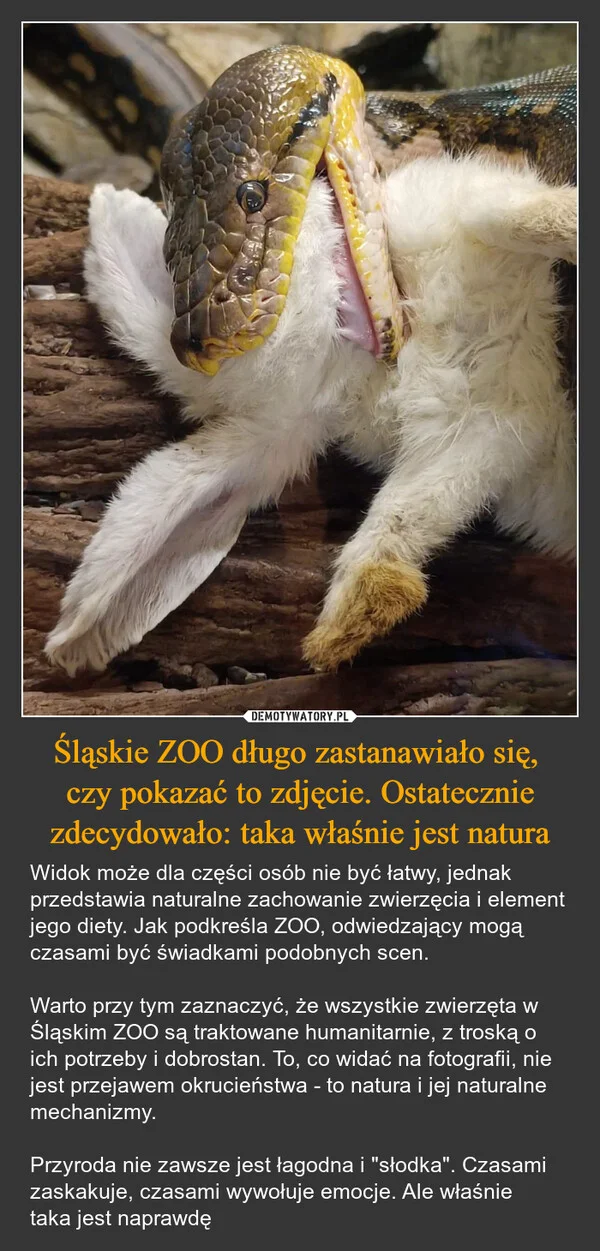 
    Śląskie ZOO długo zastanawiało się, czy pokazać to zdjęcie. Ostatecznie zdecydowało: taka właśnie jest natura