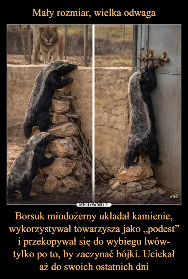 
    Mały rozmiar, wielka odwaga Borsuk miodożerny układał kamienie, wykorzystywał towarzysza jako „podest” i przekopywał się do wybiegu lwów- tylko po to, by zaczynać bójki. Uciekał aż do swoich ostatnich dni