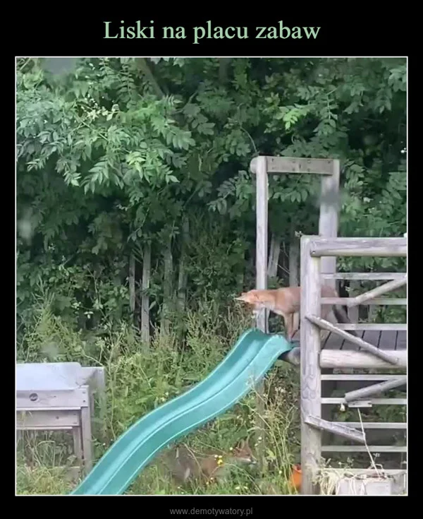 Liski na placu zabaw