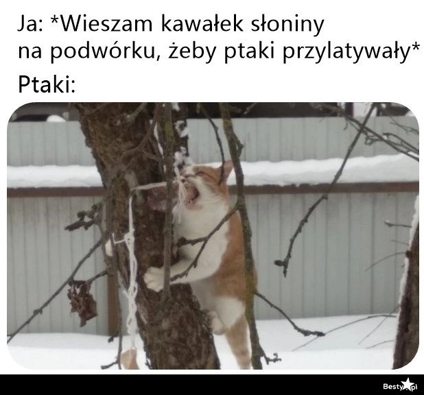 
    Słonina dla ptaków 