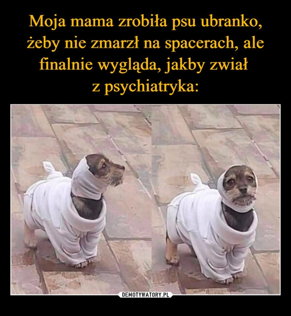 
    Moja mama zrobiła psu ubranko, żeby nie zmarzł na spacerach, ale finalnie wygląda, jakby zwiał 
z psychiatryka: