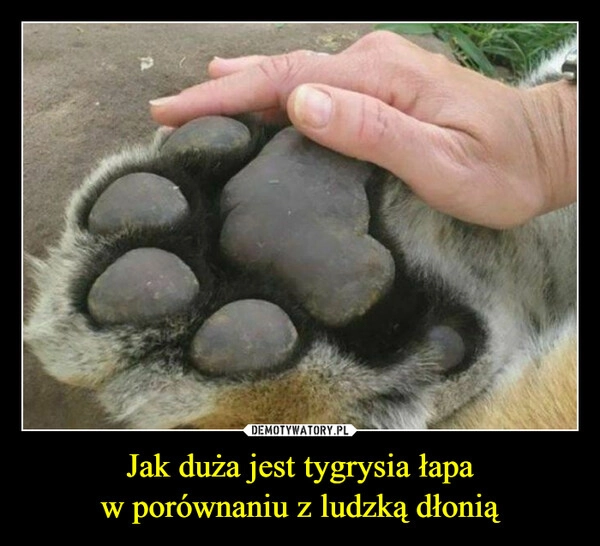
    Jak duża jest tygrysia łapa
w porównaniu z ludzką dłonią