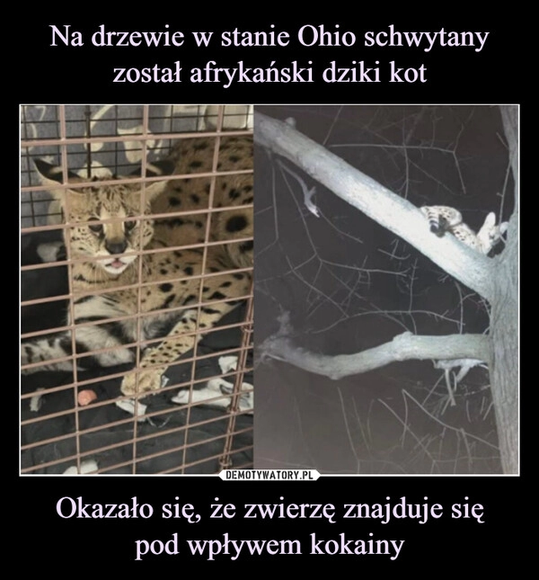 
    Na drzewie w stanie Ohio schwytany został afrykański dziki kot Okazało się, że zwierzę znajduje się
pod wpływem kokainy