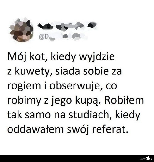 
    Kocia obserwacja 