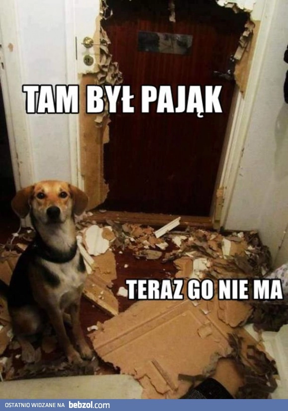
    Dzielny piesek!