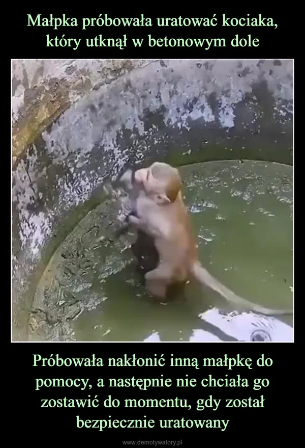 
    Małpka próbowała uratować kociaka, który utknął w betonowym dole Próbowała nakłonić inną małpkę do pomocy, a następnie nie chciała go zostawić do momentu, gdy został bezpiecznie uratowany
