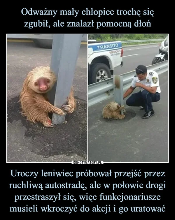 
    Odważny mały chłopiec trochę się zgubił, ale znalazł pomocną dłoń Uroczy leniwiec próbował przejść przez ruchliwą autostradę, ale w połowie drogi przestraszył się, więc funkcjonariusze musieli wkroczyć do akcji i go uratować