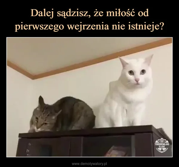 
    Dalej sądzisz, że miłość od pierwszego wejrzenia nie istnieje?