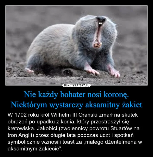 
    Nie każdy bohater nosi koronę. Niektórym wystarczy aksamitny żakiet