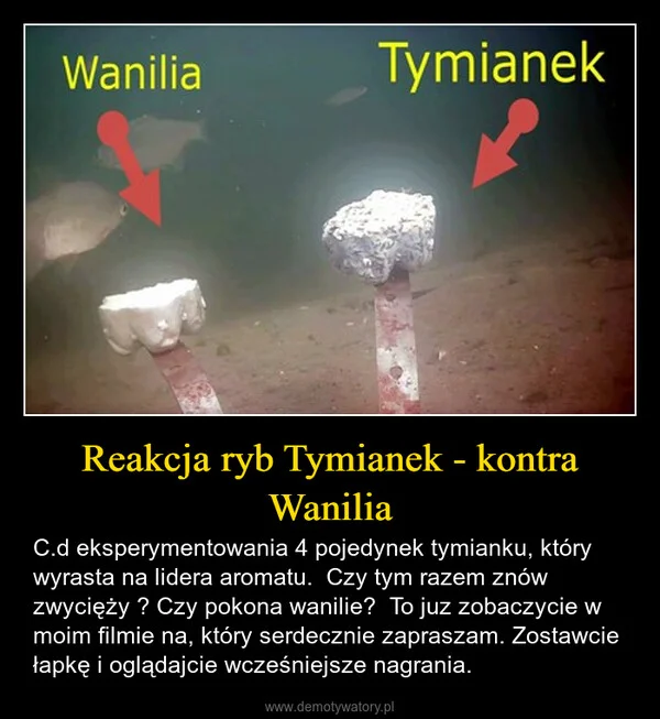 
    Reakcja ryb Tymianek - kontra Wanilia