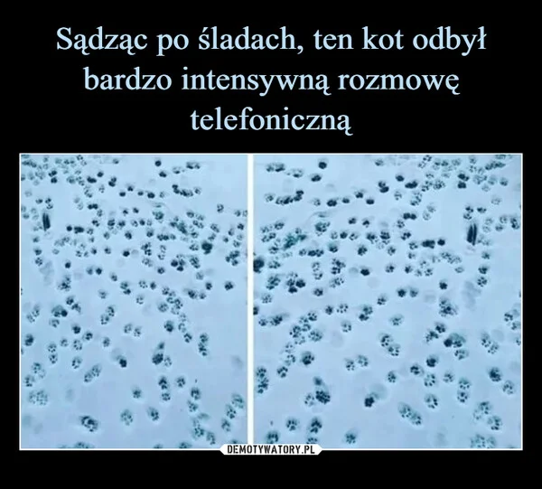
    Sądząc po śladach, ten kot odbył bardzo intensywną rozmowę telefoniczną