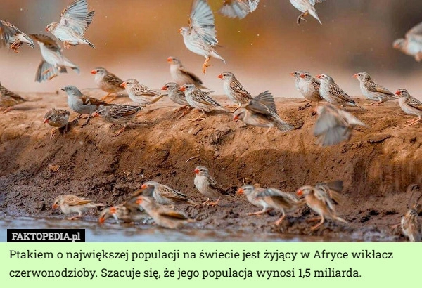 
    Ptakiem o największej populacji na świecie jest żyjący w Afryce wikłacz...