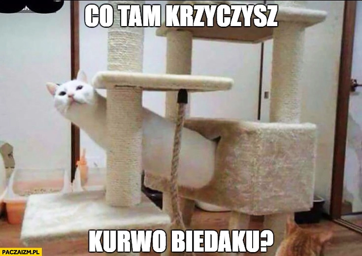 
    Co tam krzyczysz kurno biedaku? Kot