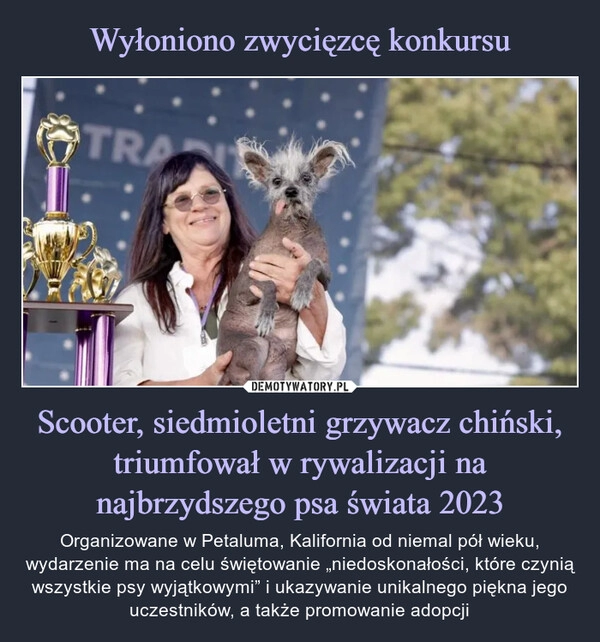 
    Wyłoniono zwycięzcę konkursu Scooter, siedmioletni grzywacz chiński, triumfował w rywalizacji na najbrzydszego psa świata 2023