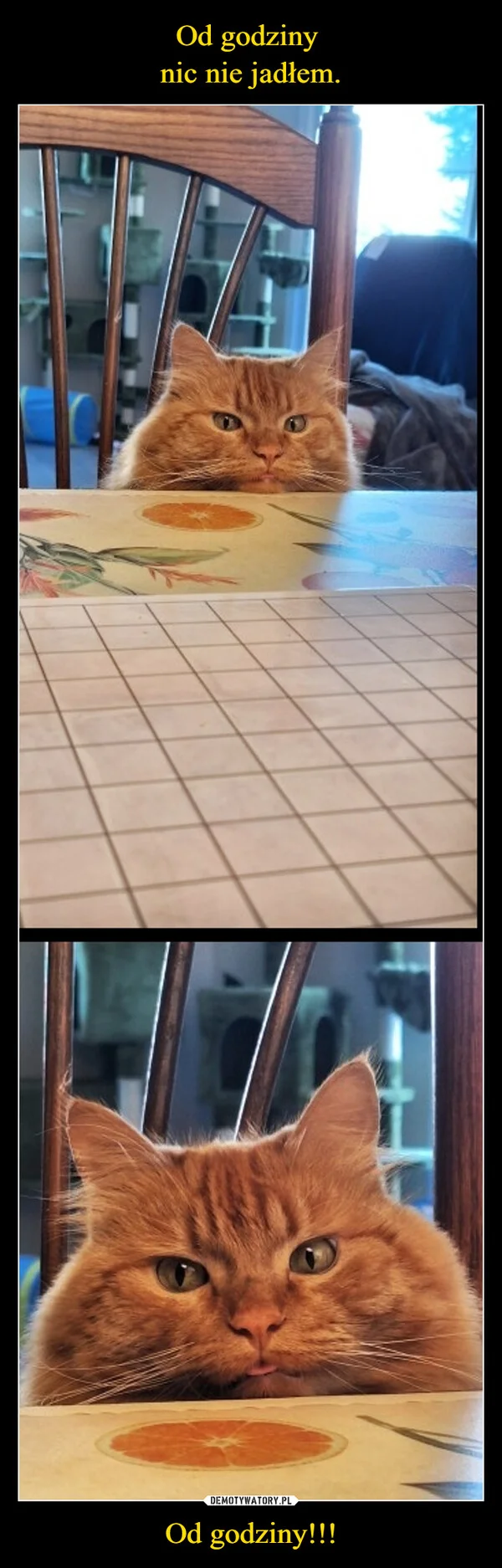 
    Od godziny nic nie jadłem. Od godziny!!!