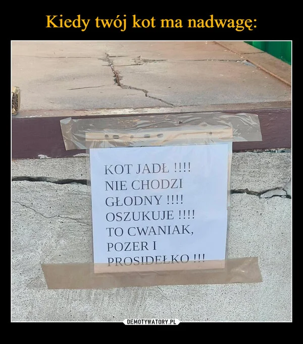 
    Kiedy twój kot ma nadwagę: