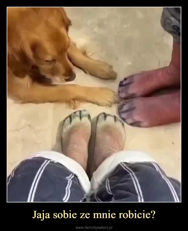 
    Jaja sobie ze mnie robicie?