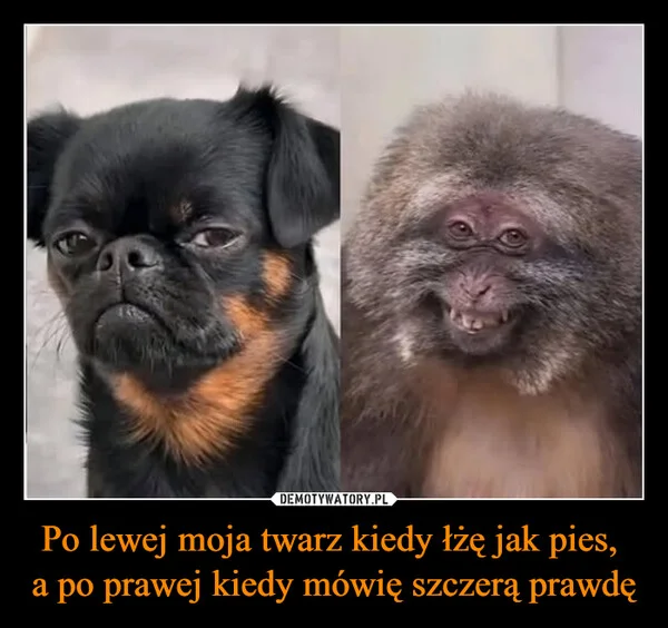 
    Po lewej moja twarz kiedy łżę jak pies, a po prawej kiedy mówię szczerą prawdę