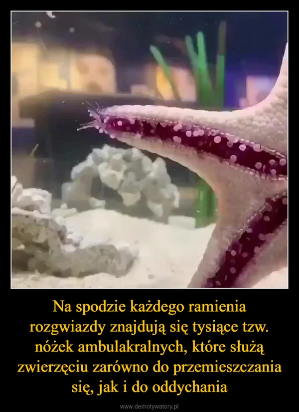 
    Na spodzie każdego ramienia rozgwiazdy znajdują się tysiące tzw. nóżek ambulakralnych, które służą zwierzęciu zarówno do przemieszczania się, jak i do oddychania