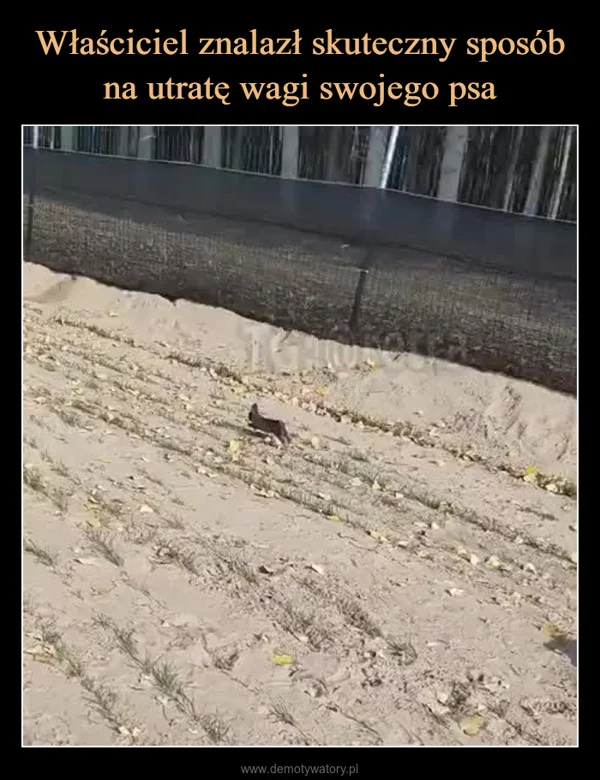 
    Właściciel znalazł skuteczny sposób na utratę wagi swojego psa