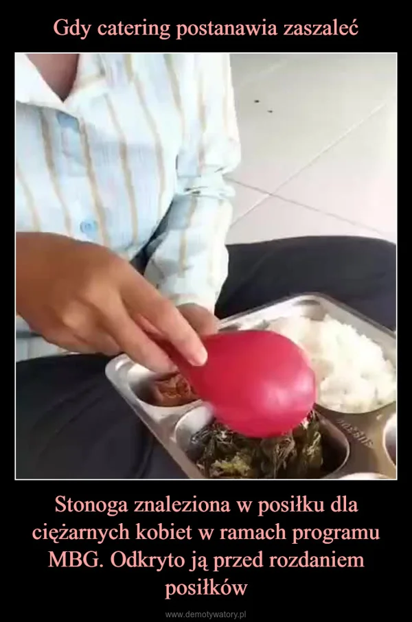 
    Gdy catering postanawia zaszaleć Stonoga znaleziona w posiłku dla ciężarnych kobiet w ramach programu MBG. Odkryto ją przed rozdaniem posiłków