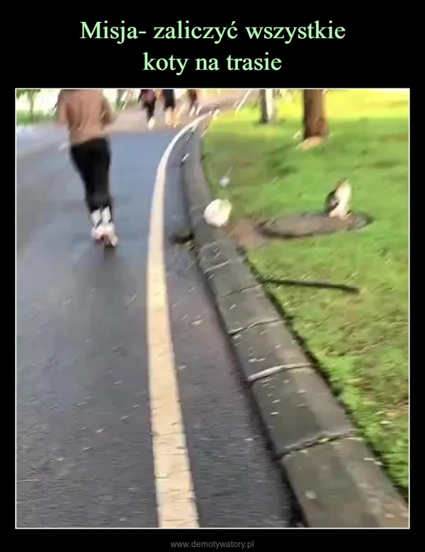 
    Misja- zaliczyć wszystkie koty na trasie