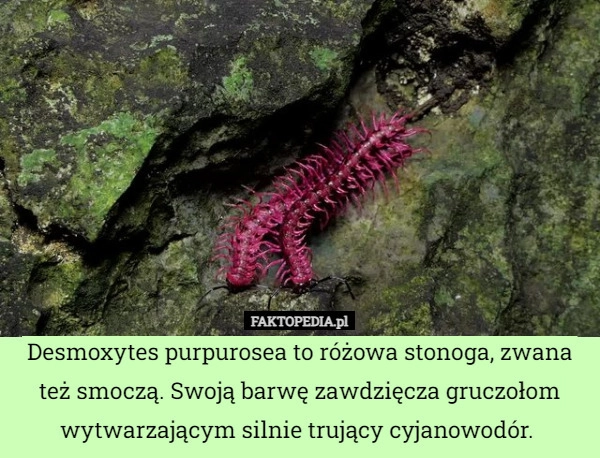 
    Desmoxytes purpurosea to różowa stonoga, zwana też smoczą. Swoją barwę zawdzięcza