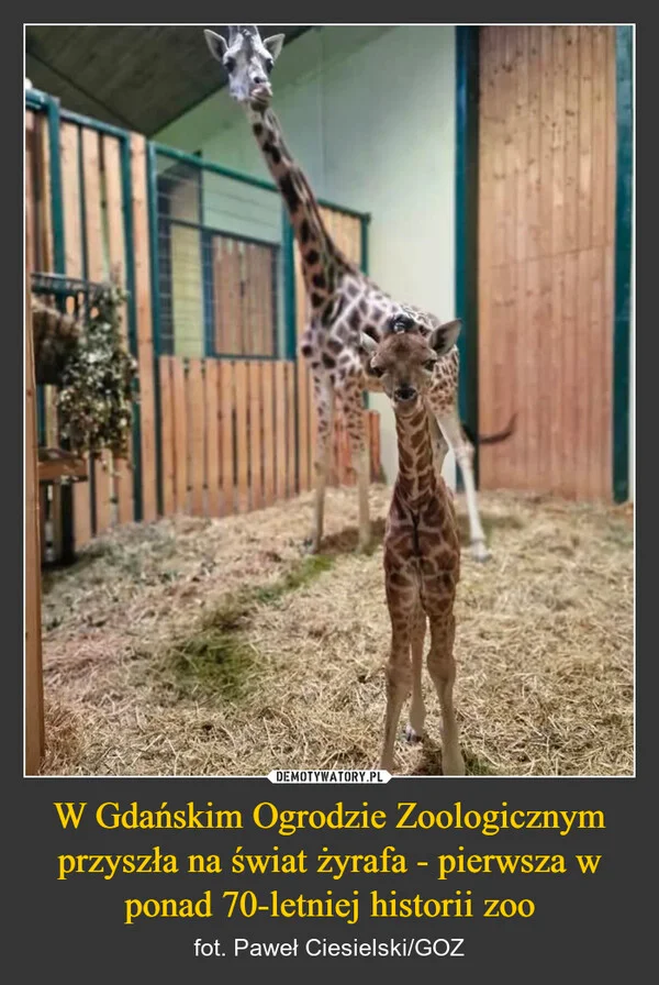 
    W Gdańskim Ogrodzie Zoologicznym przyszła na świat żyrafa - pierwsza w ponad 70-letniej historii zoo