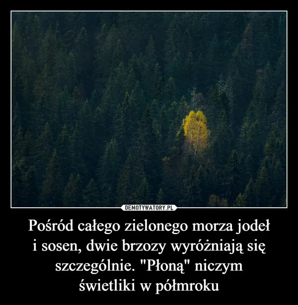 
    Pośród całego zielonego morza jodeł i sosen, dwie brzozy wyróżniają się szczególnie. 