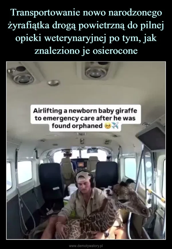 
    Transportowanie nowo narodzonego żyrafiątka drogą powietrzną do pilnej opieki weterynaryjnej po tym, jak znaleziono je osierocone