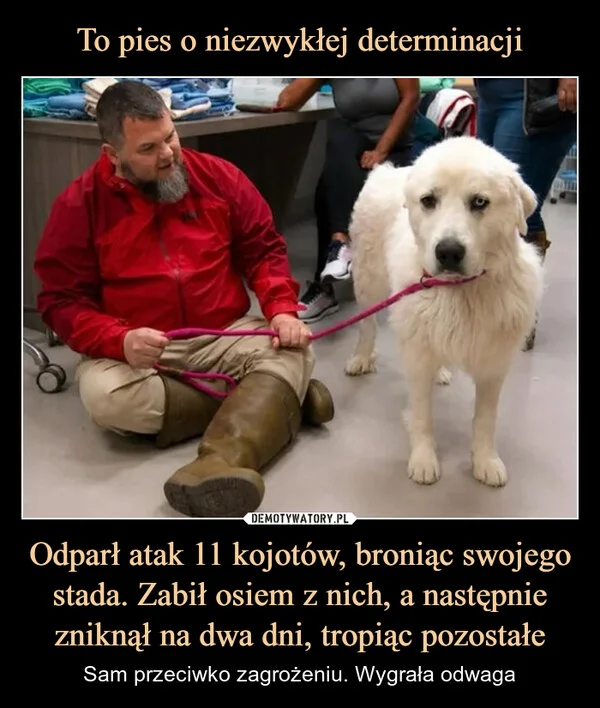 
    To pies o niezwykłej determinacji Odparł atak 11 kojotów, broniąc swojego stada. Zabił osiem z nich, a następnie zniknął na dwa dni, tropiąc pozostałe