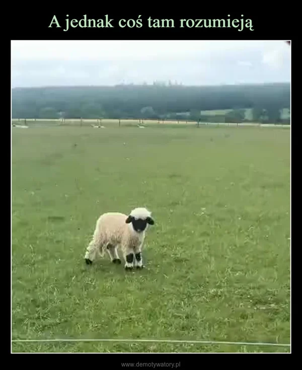 
    A jednak coś tam rozumieją