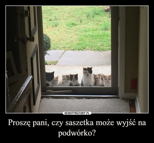 Proszę pani, czy saszetka może wyjść na podwórko?