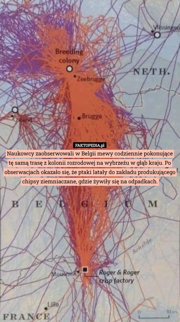 
    Naukowcy zaobserwowali w Belgii mewy codziennie pokonujące tę samą trasę