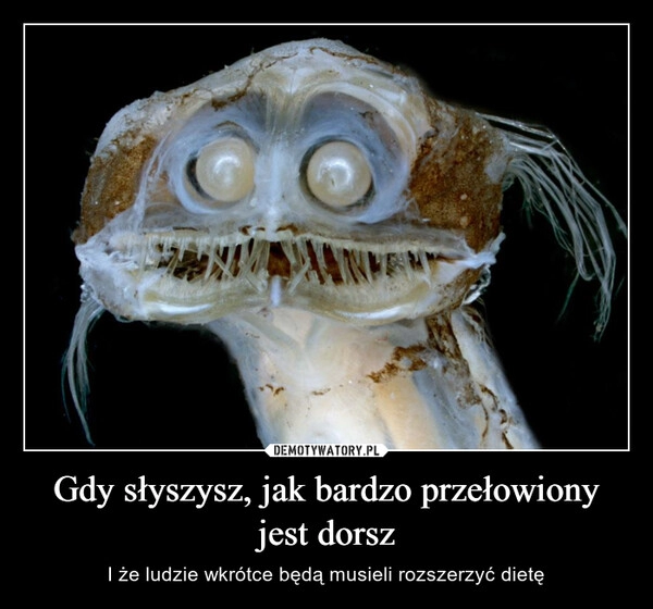 
    Gdy słyszysz, jak bardzo przełowiony jest dorsz